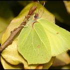 papillon  feuille  ou feuille papillon ?