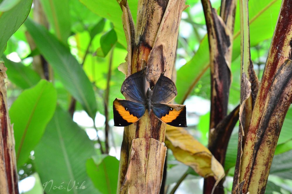 Papillon feuille ouvert