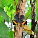 Papillon feuille ouvert