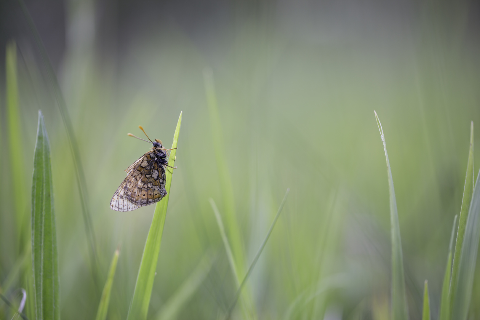 Papillon