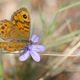 Papillon, fleur et puceron