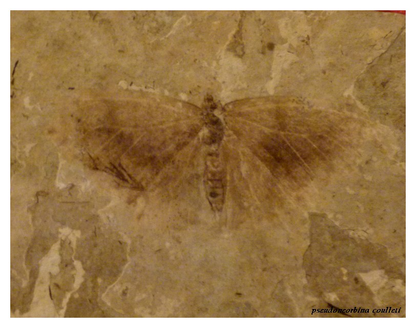 *papillon fossile*