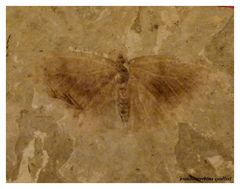 *papillon fossile*