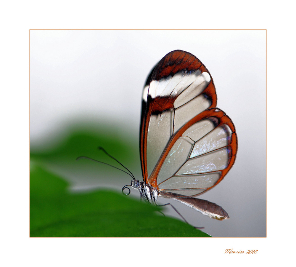 " Papillon fragile "
