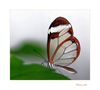 " Papillon fragile " by Maurice Mercier