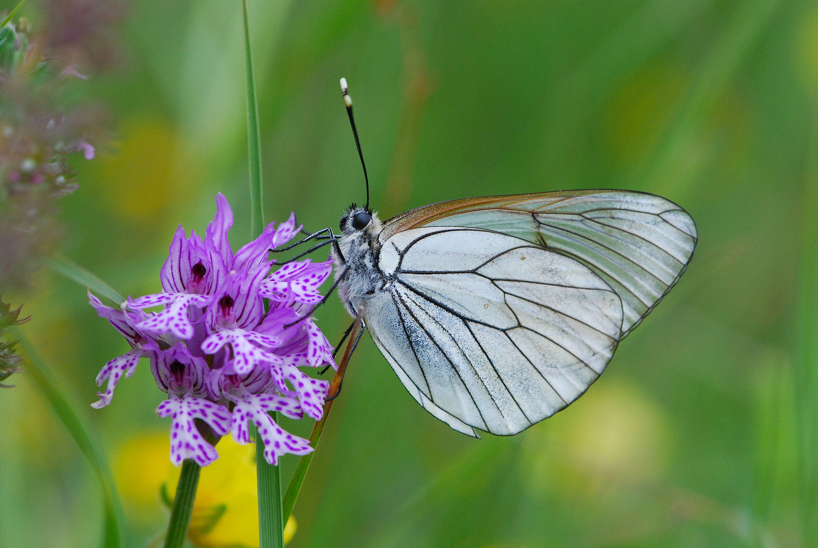 Papillon gazé sur orchidée orchis tridentata