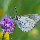 Papillon gazé sur orchidée orchis tridentata