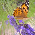 papillon gourmand