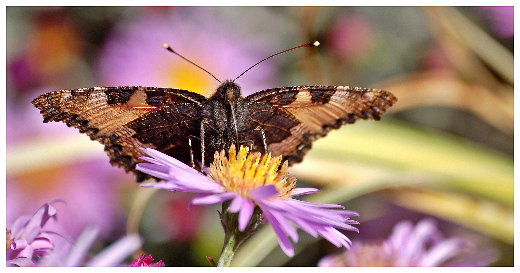 papillon gourmand