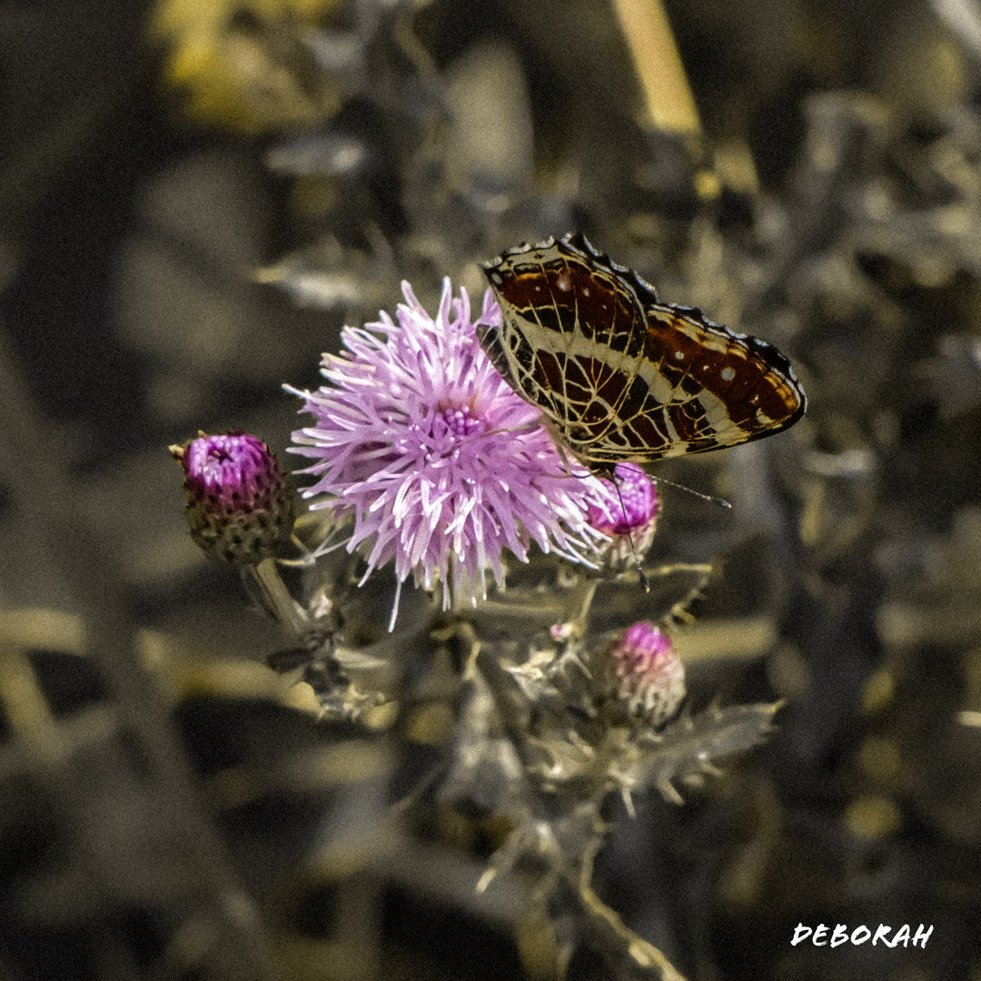 Papillon gourmand 