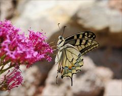 PAPILLON-GRENADINE