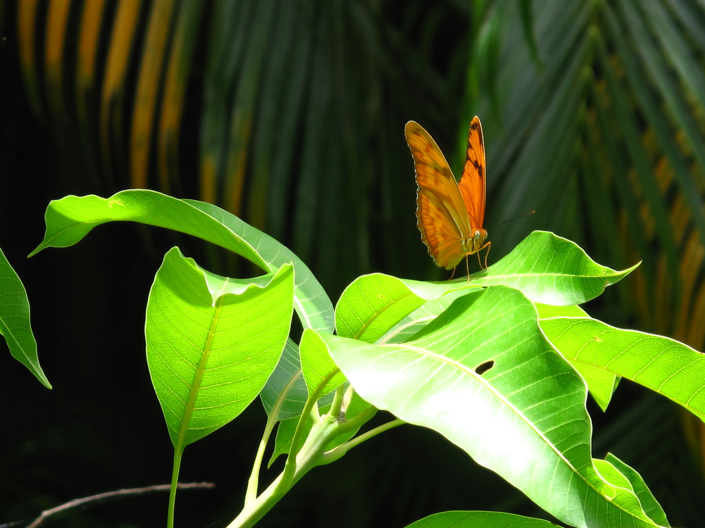 Papillon Guadeloupe