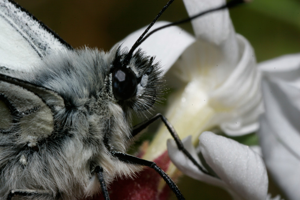 Papillon hirsute