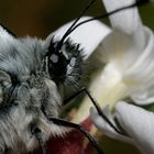 Papillon hirsute