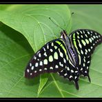 Papillon I