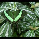 Papillon III - Mimikry im Falterreich