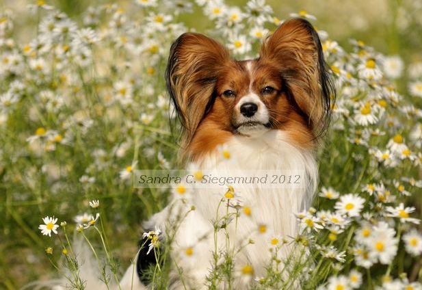 Papillon im Blütenmeer