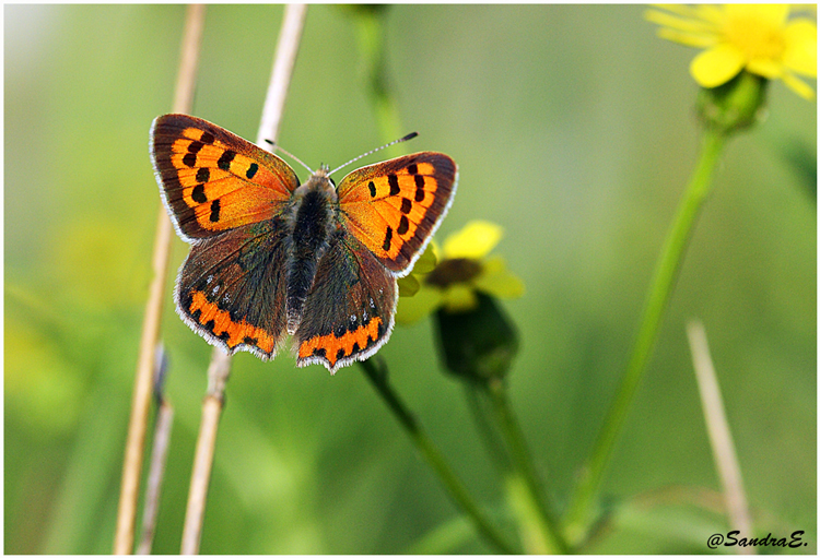 Papillon (IV) ....