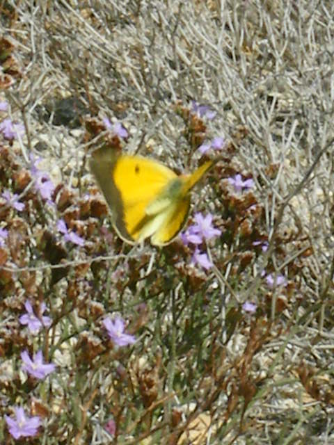 papillon jaune