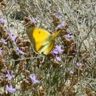 papillon jaune