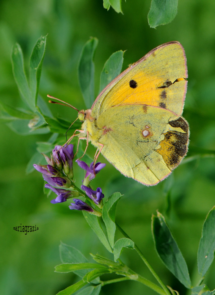 papillon jaune