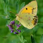 papillon jaune