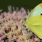 PAPILLON JAUNE