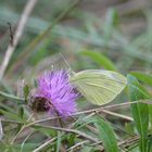 Papillon jaune