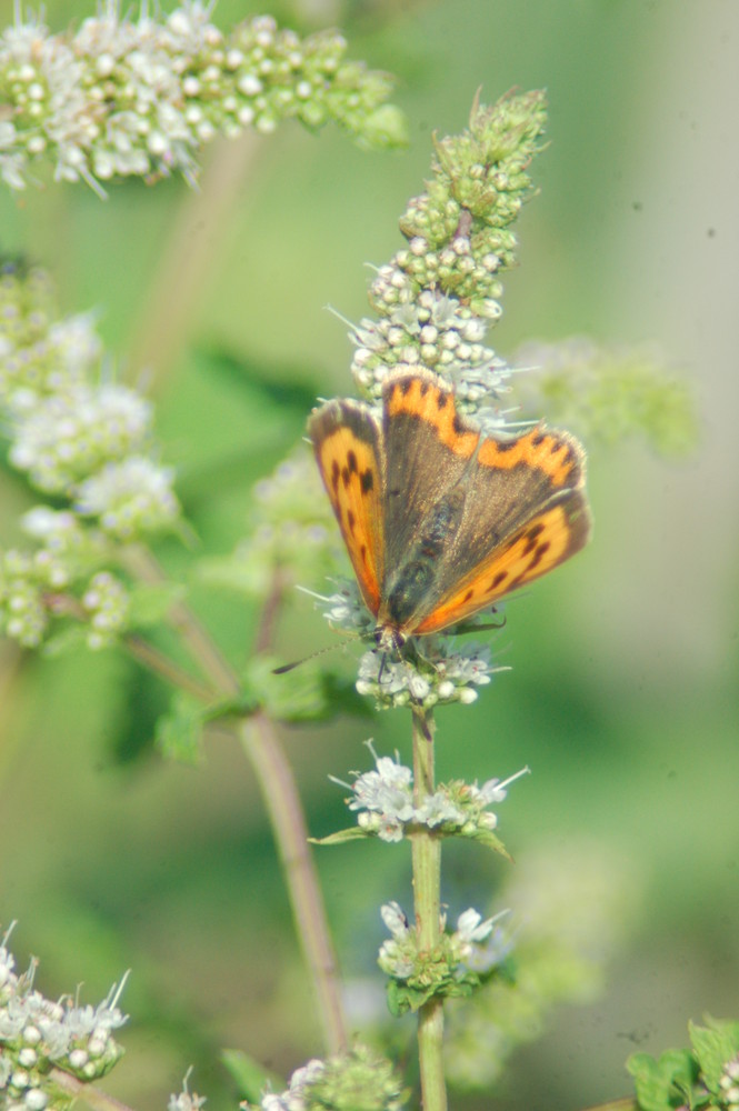 papillon (je pose au soleil)