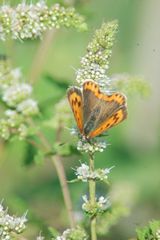 papillon (je pose au soleil)