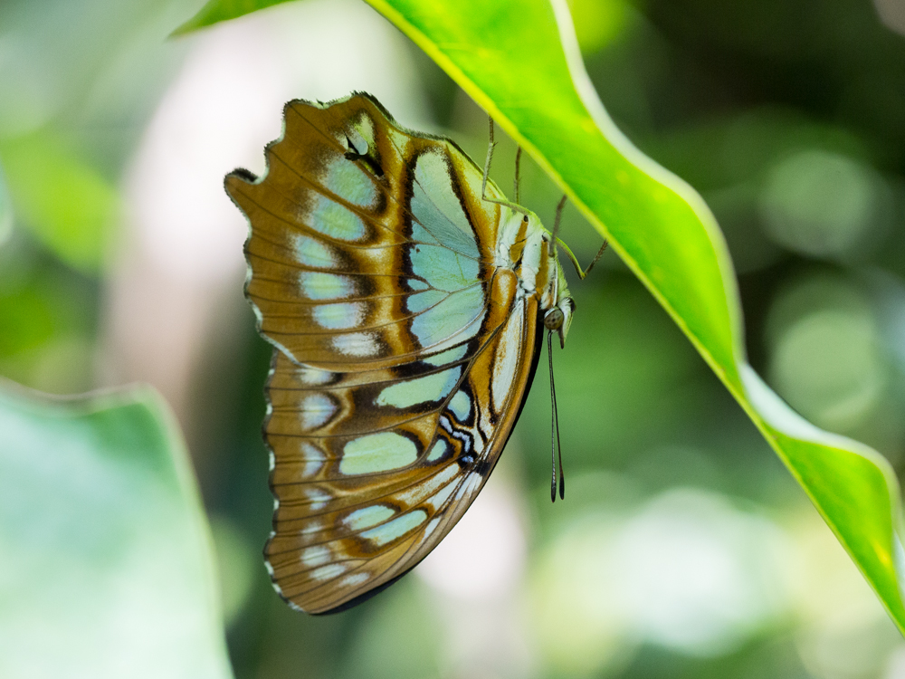 Papillon kopfüber