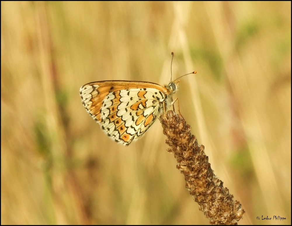 Papillon " la mélitée "