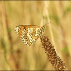 Papillon " la mélitée "