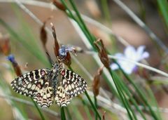 * papillon la Proserpine *