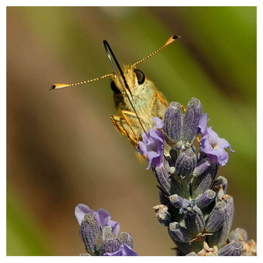 Papillon la Sylvaine