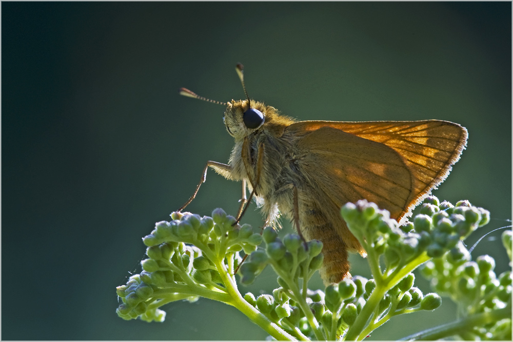 Papillon La Sylvaine, femelle (Ochlodes venatus)