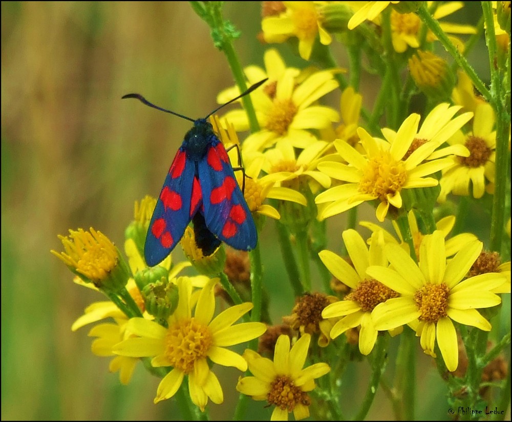 Papillon " la zigène "