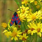 Papillon " la zigène "