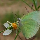 Papillon laossien