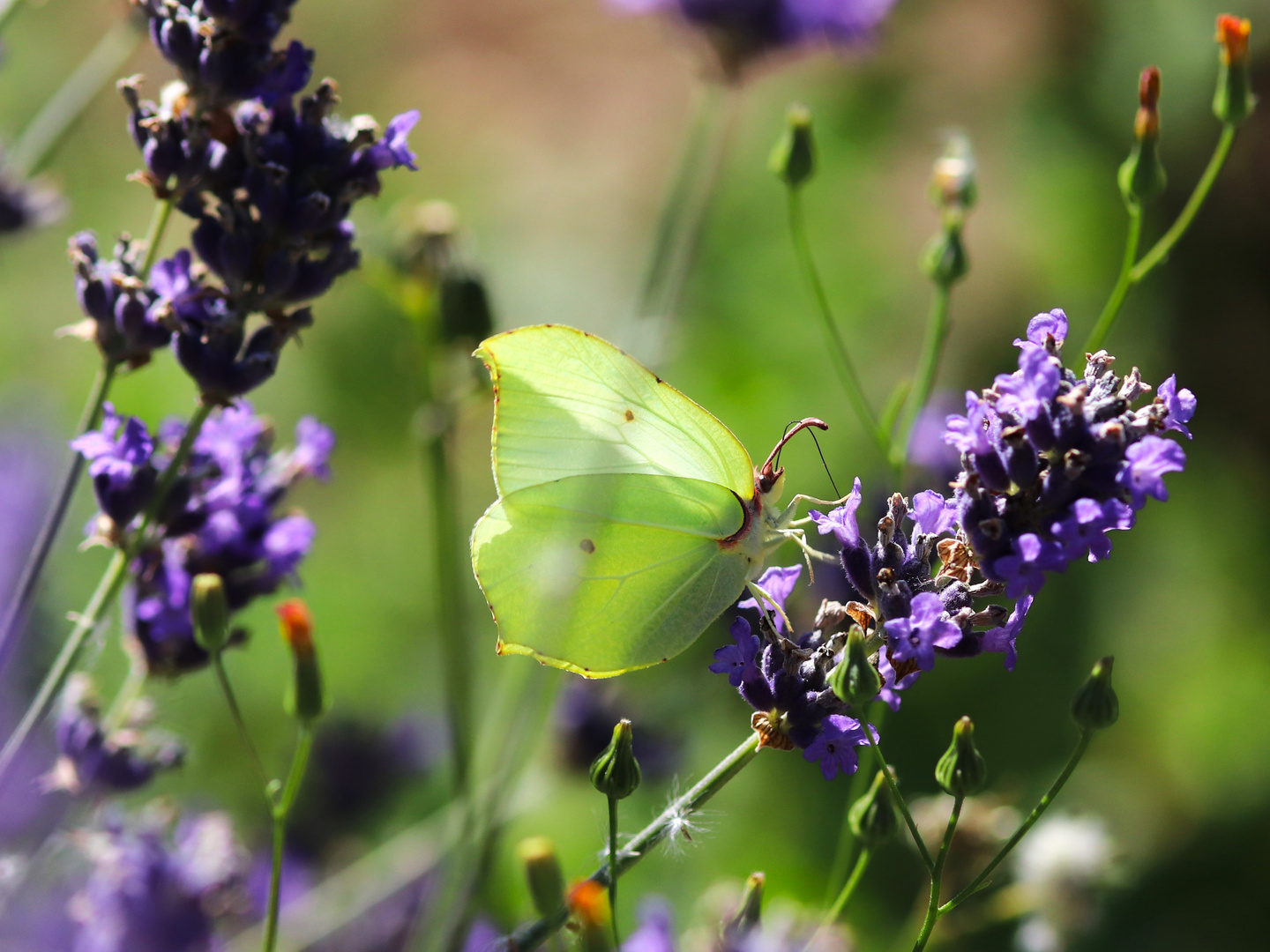 Papillon lavande 1