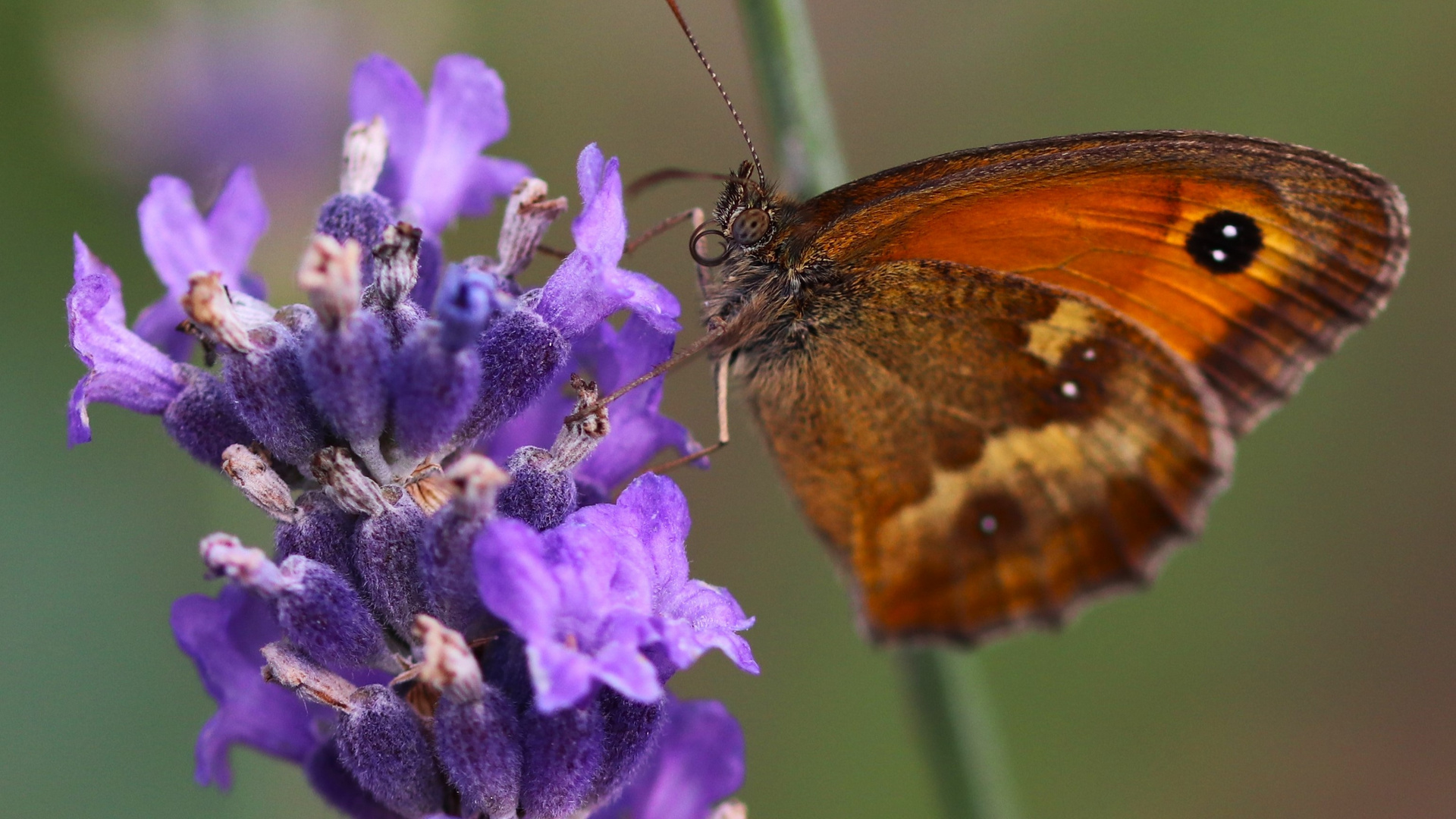 Papillon lavande 2