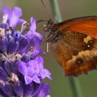 Papillon lavande 2