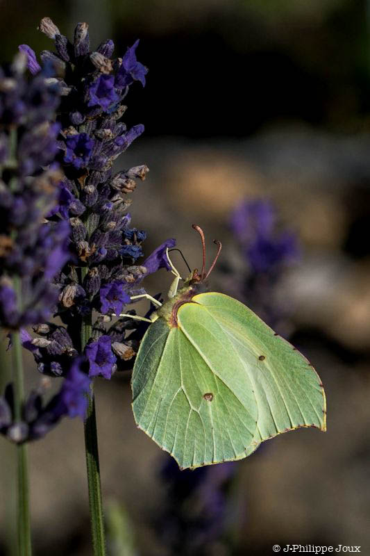 Papillon - Le citron