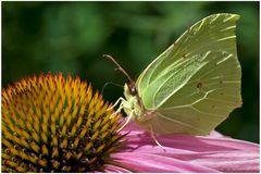 Papillon le Citron sur échinacéa