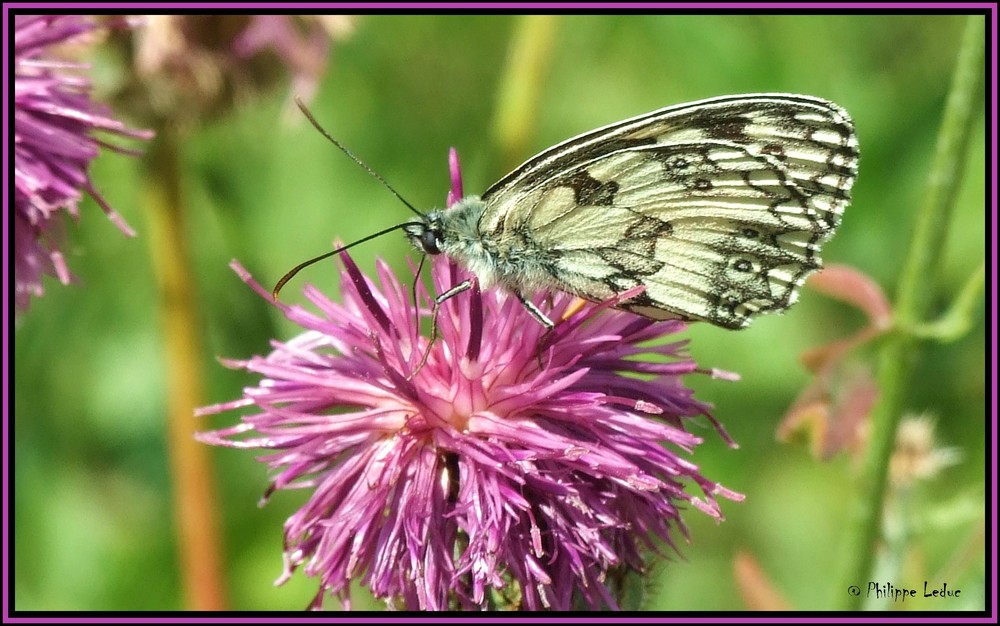 Papillon (Le demi-deuil)