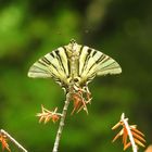 Papillon le flambé au repos