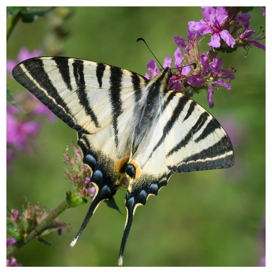 Papillon le Flambé (Iphiclides podalirius) sur salicaire