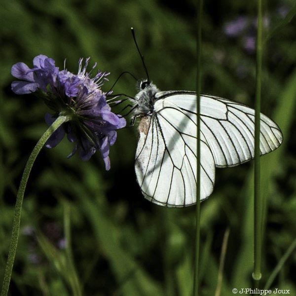 Papillon - Le gazé