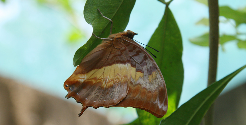 PAPILLON LE NOM ?