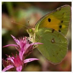 Papillon le Souci